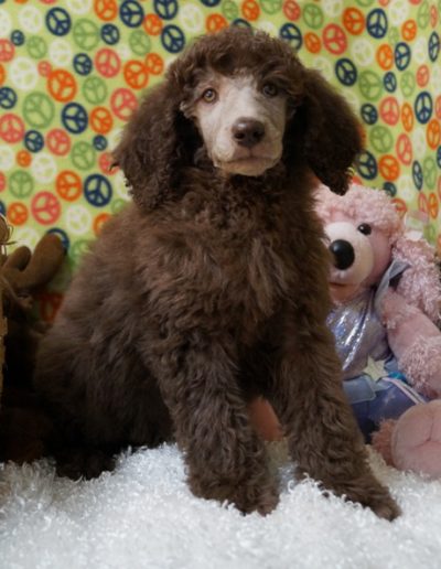 Adopt a Pup | Waggin' Tails Poodles